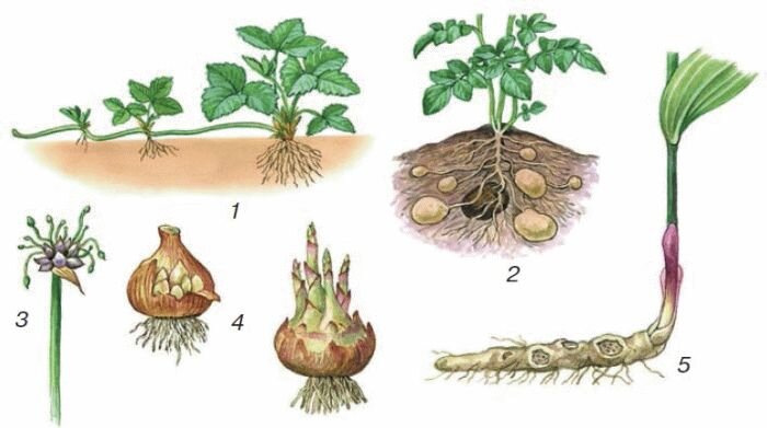 Вегетативное размножение клубнями схема