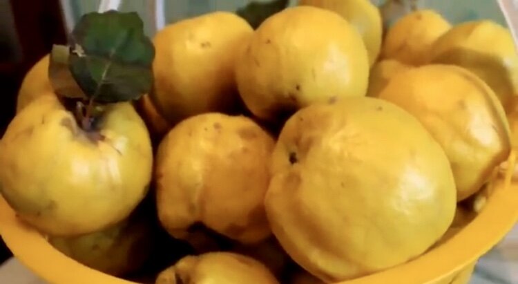 Спелая ароматная айва