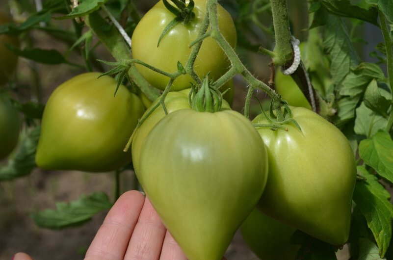 Вкусные помидоры выросли в этом году. 