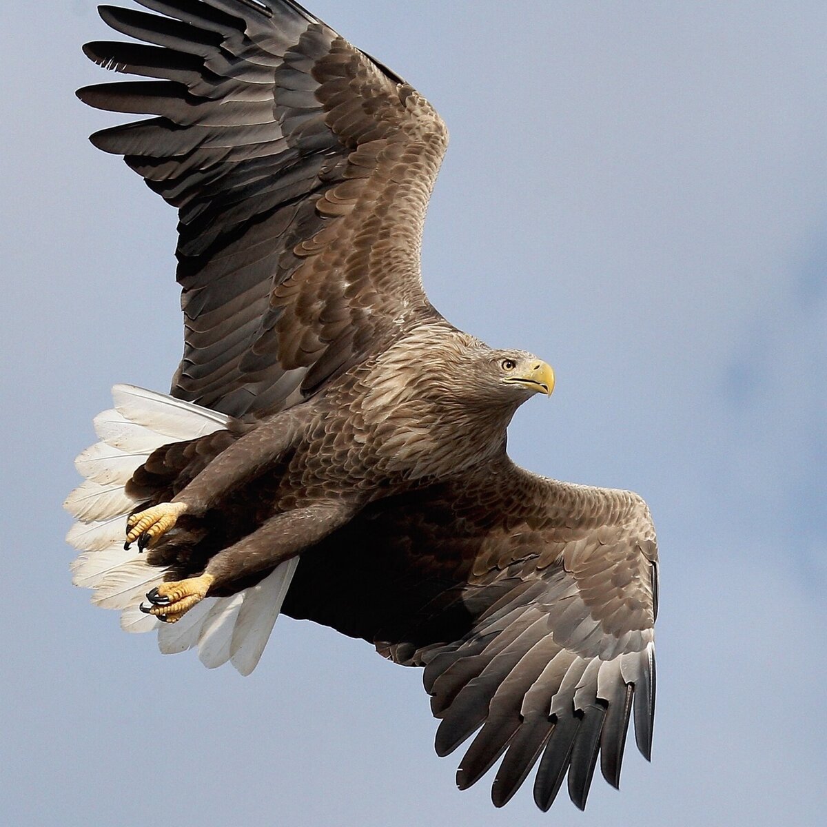 Орлан - белохвост