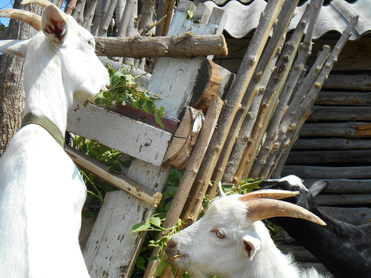 Как Козик просил у Айты дикий латук, ведь снизу были ветки клёна, а сверху положили латук.