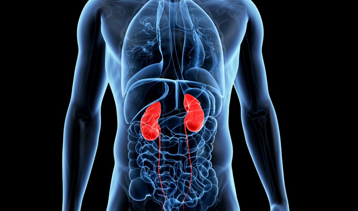 В каком боку почки. Расположение почек. Анатомия человека где находятся почки. Почки анатомия расположение в организме. Местоположение почек у человека.