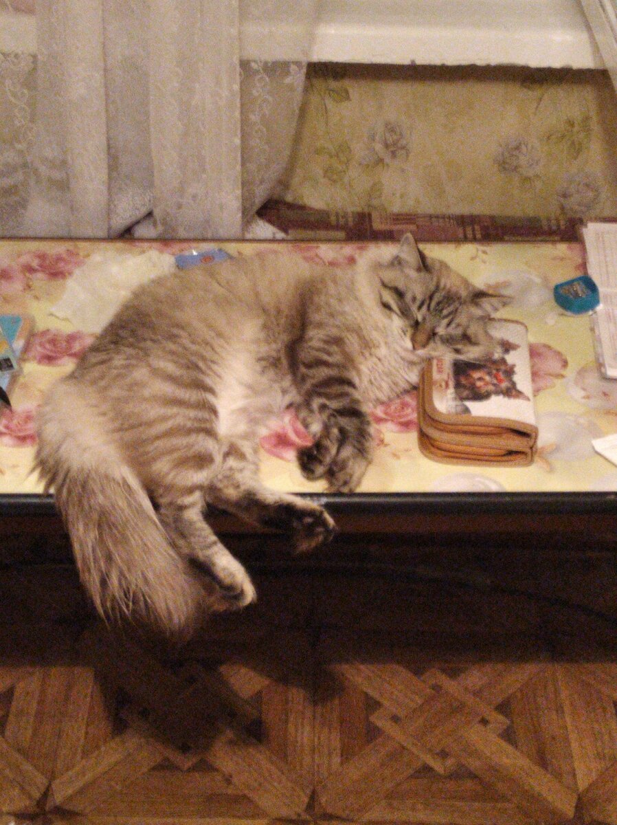 Кот устал