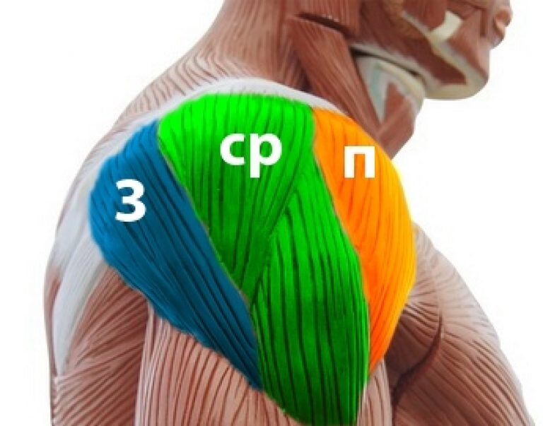 Дельтовидная мышца плеча анатомия