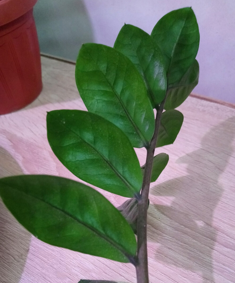 Тыльная сторона листьев