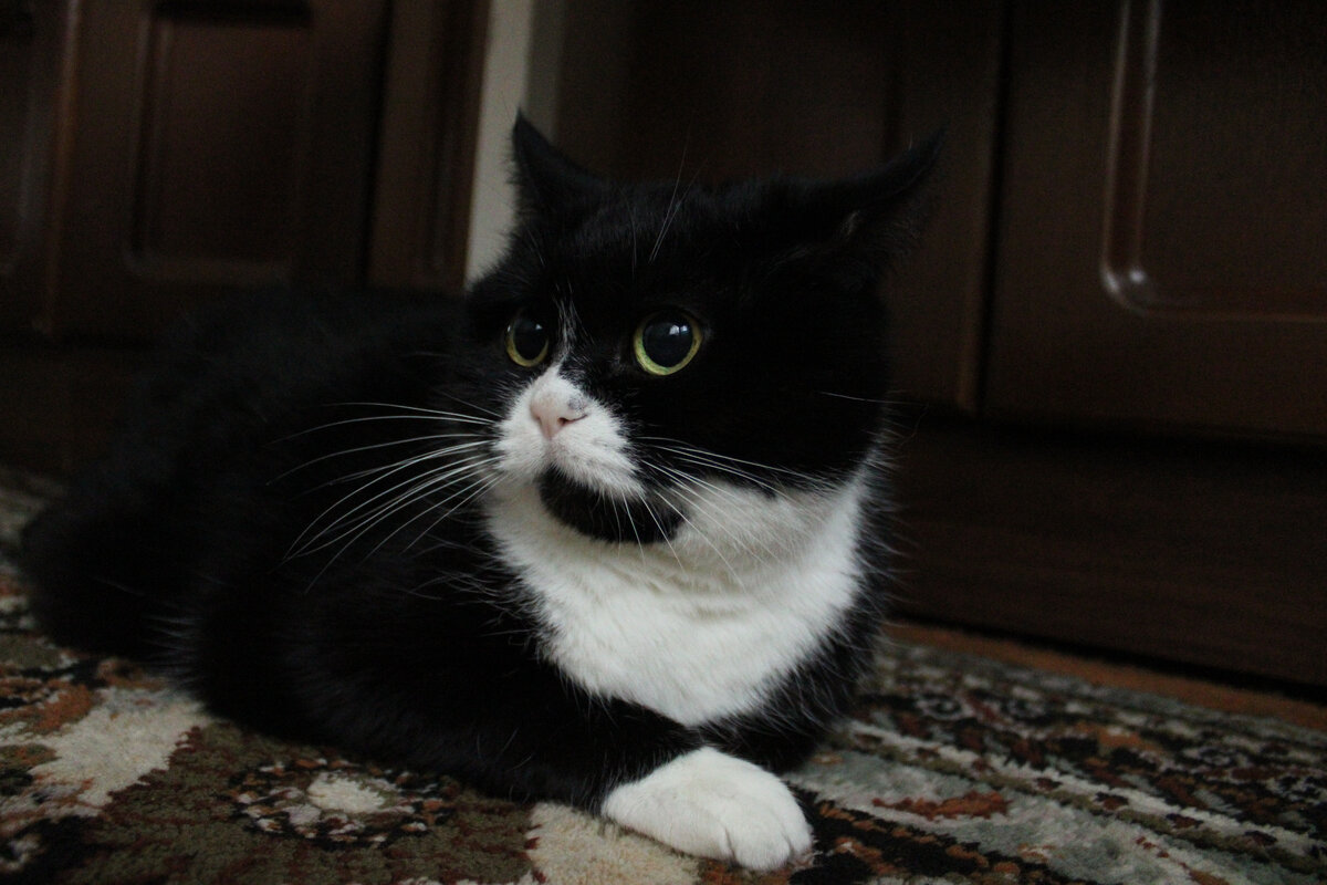 Моя кошка                                                                                                                                  Фото: Лиза Бурдужа