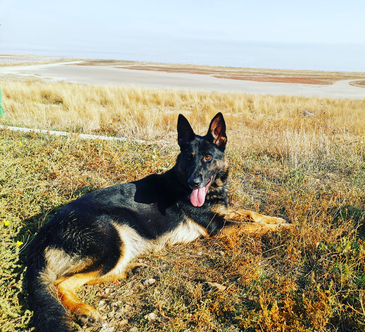 Немецкая овчарка