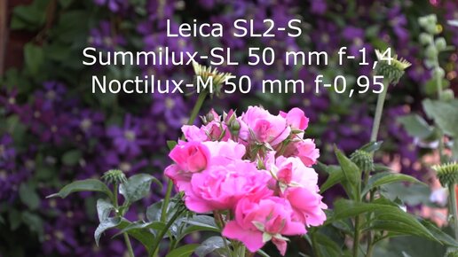 С.В. Савельев. Leica SL2-S, Summilux-SL 50 mm f-1.4, Noctilux-M 50 mm f-0.95 - [20210718]