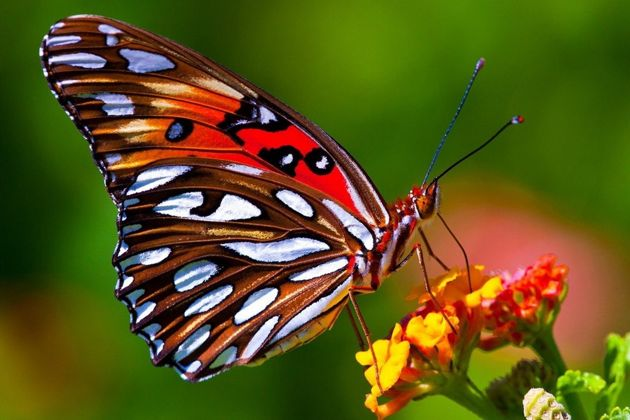 Интересные факты о самых красивых насекомых в мире — бабочках | Братья  меньшие | Дзен