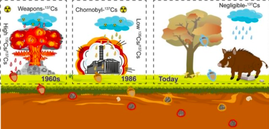 Различные источники цезия смешиваются с почвой и попадают в организм диких кабанов Фото: Environmental Science & Technology, 2023