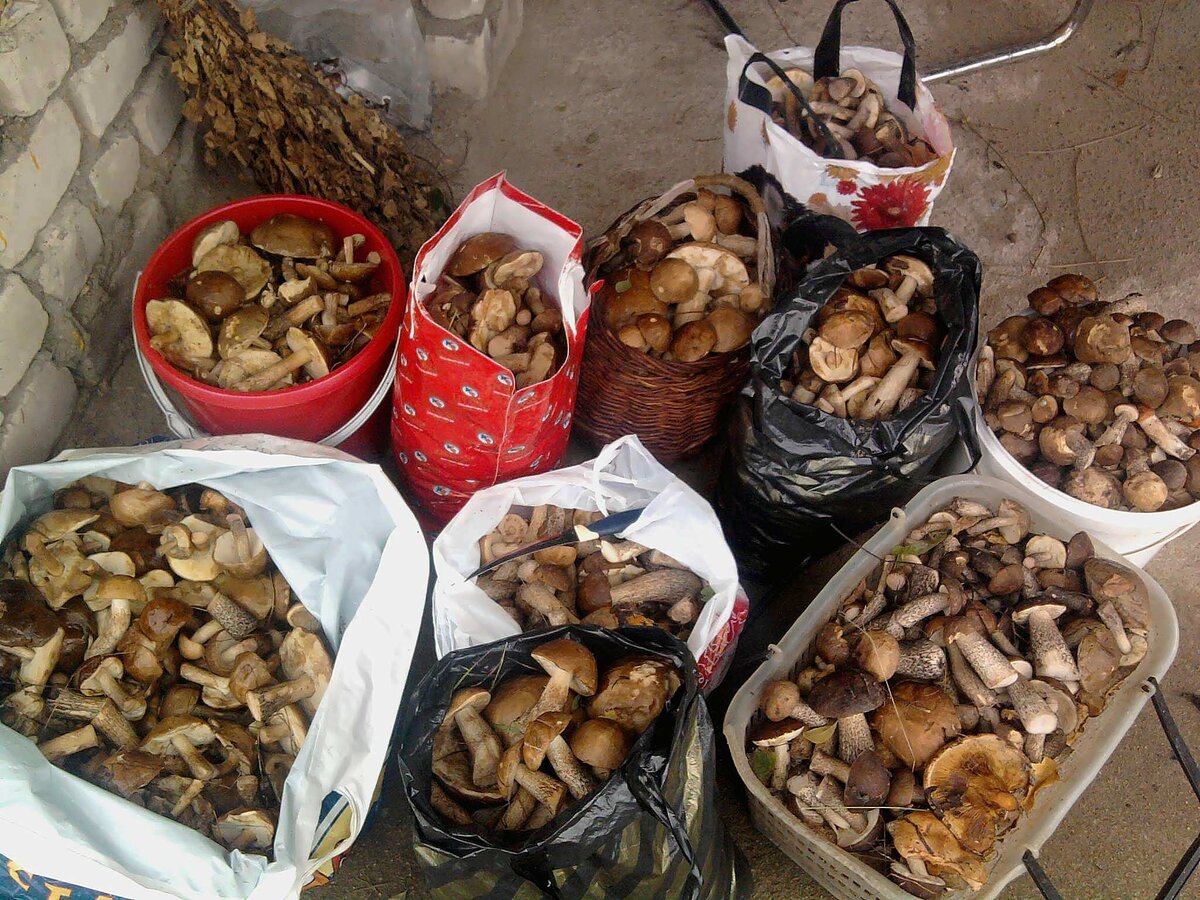 Фото автора. Урожай подберезовиков 1 сент 2010. На троих))