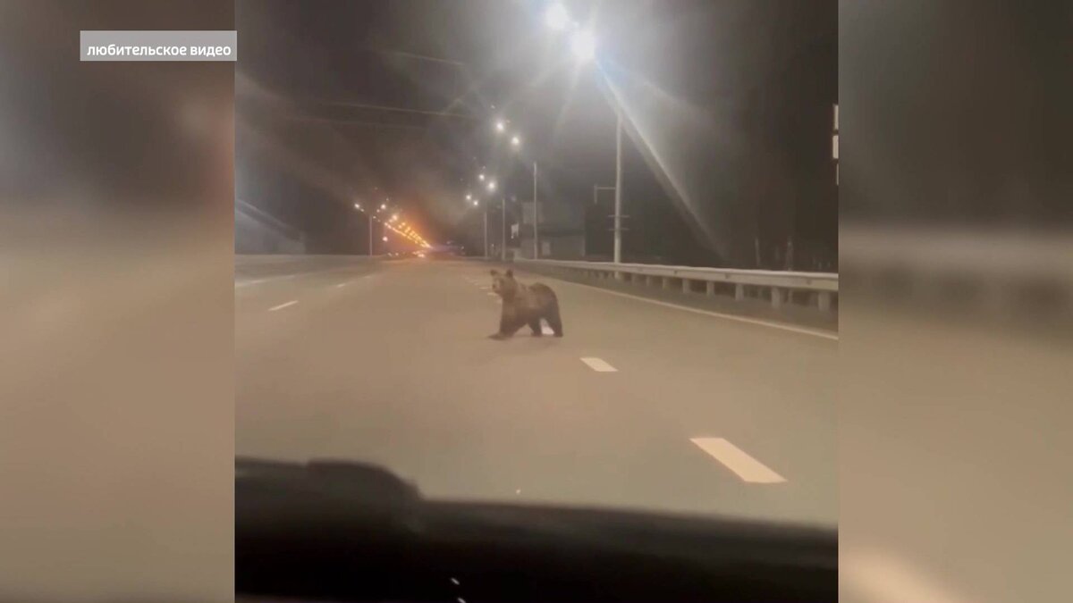    Ученые объяснили, почему в Башкирии медведи начали выходить к людям