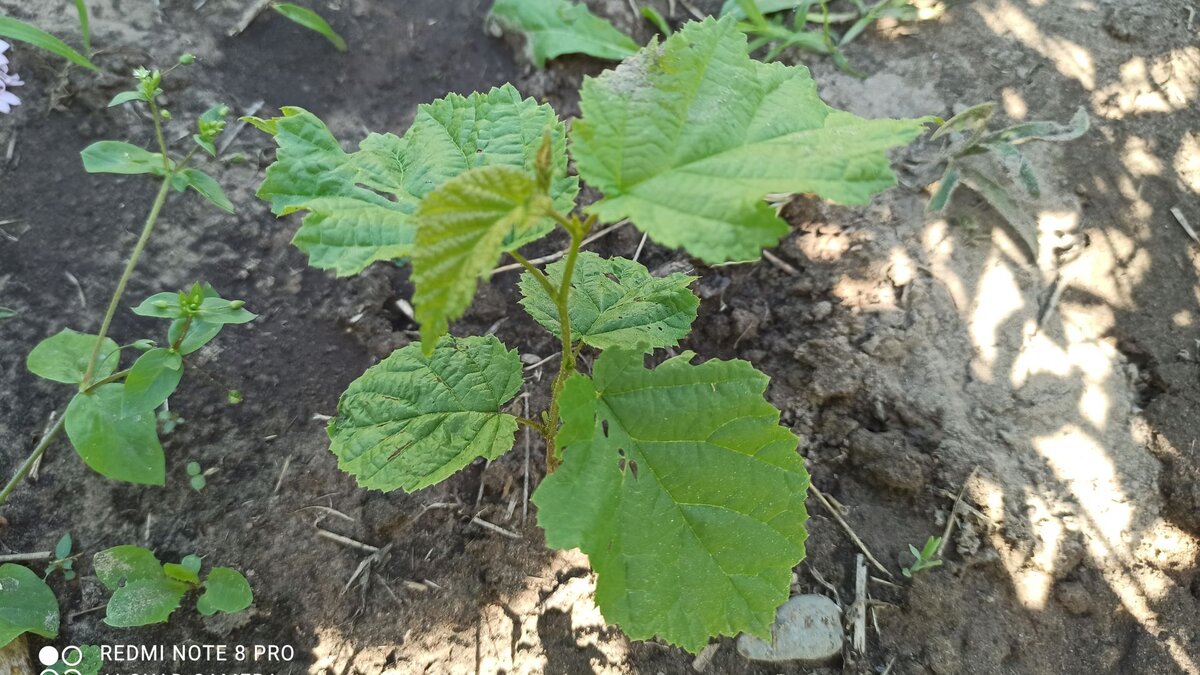 Сорняк не сорняк, дерево не дерево