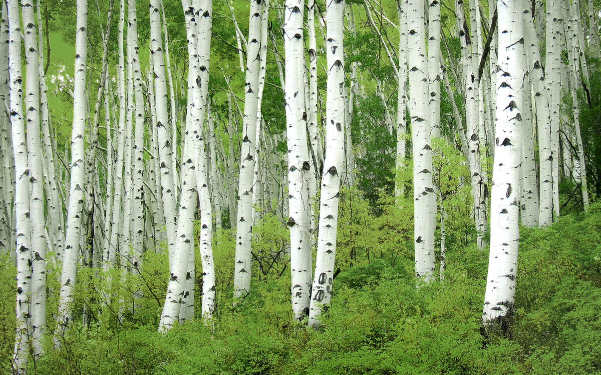 4 мифа о восстановлении леса | Компания «Свеза» | Дзен