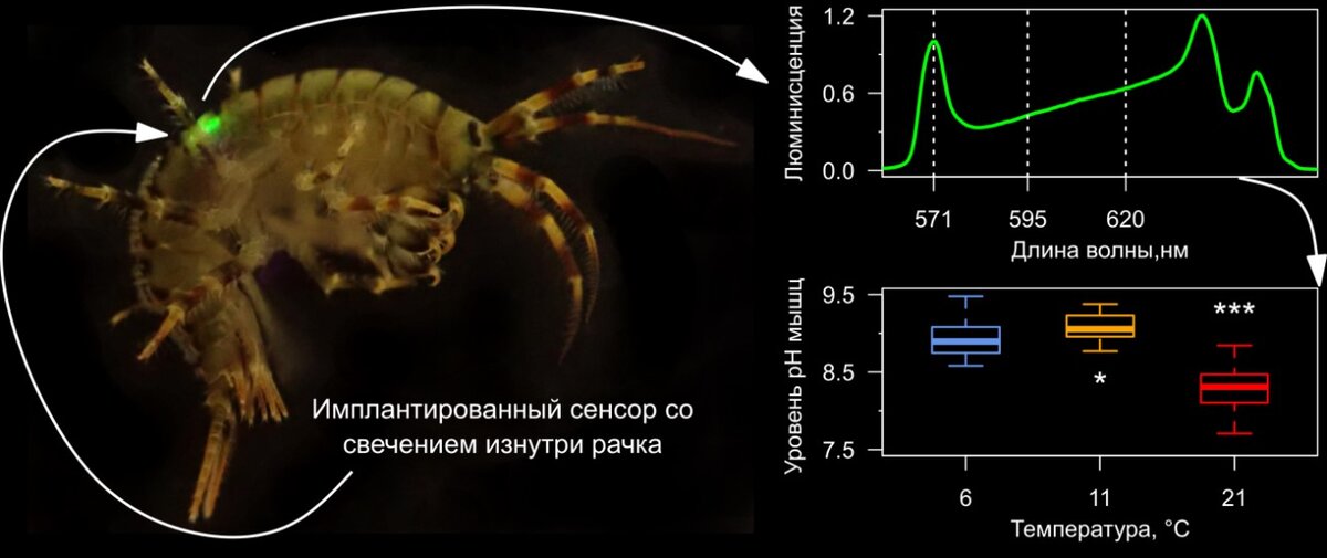 Фотография рачка с имплантированным сенсором. Источник: A. Nazarova et al. / Photonics, 2023