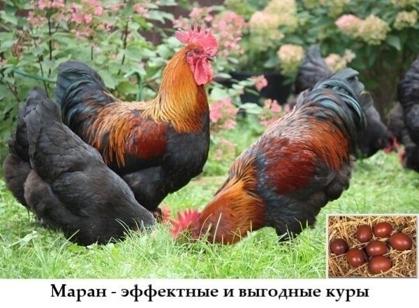 Маран, чёрно-медный окрас
