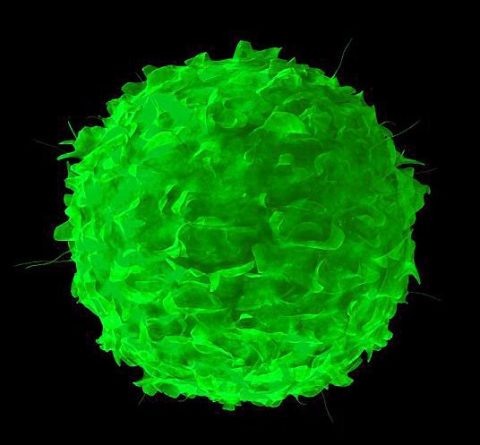  В-лимфоцит, — иммунная клетка, продуцирующая, в том числе, и антитела к тиреоидной пероксидазе