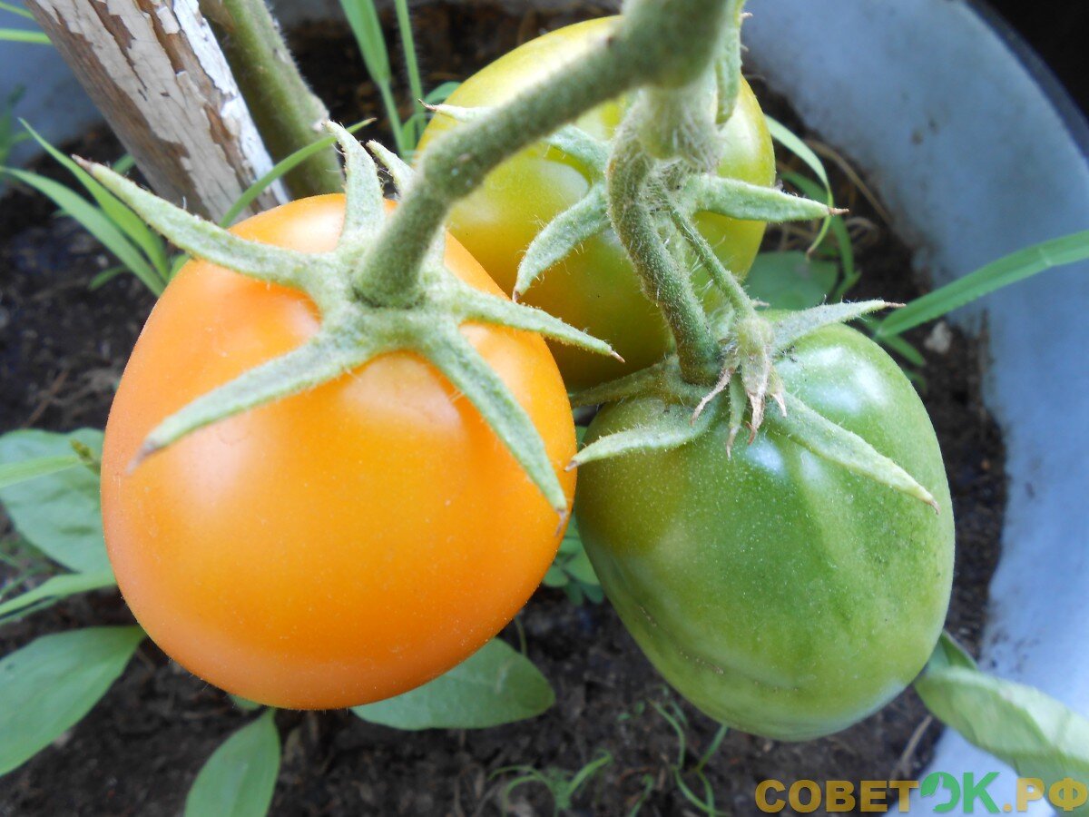  Всем огородникам, выращивающим на своем участке  экологически чистый урожай томатов, будет интересна данная информация.