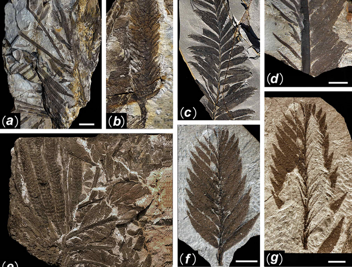 Снимки на сайте http://www.gizmodo.co.uk/2012/02/first-photos-of-chinas-298-million-year-old-buried-forest/