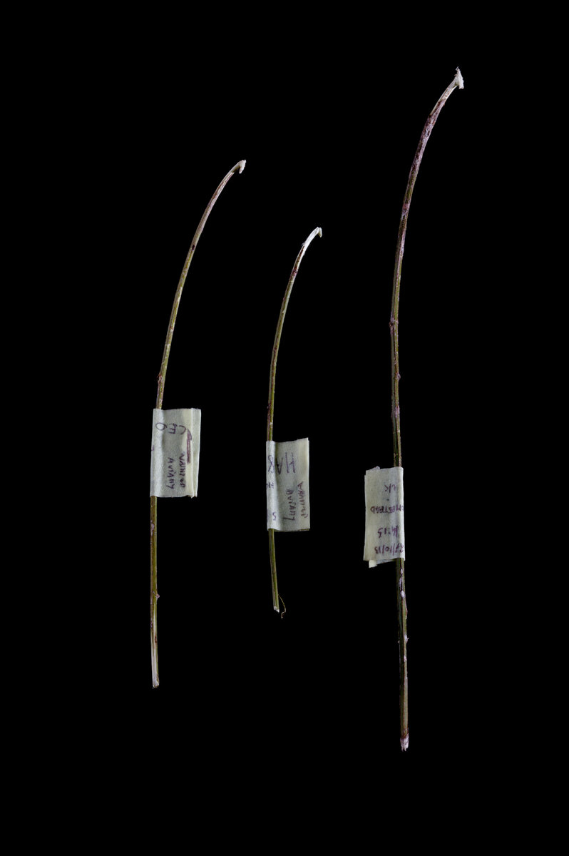 Вороньи инструменты