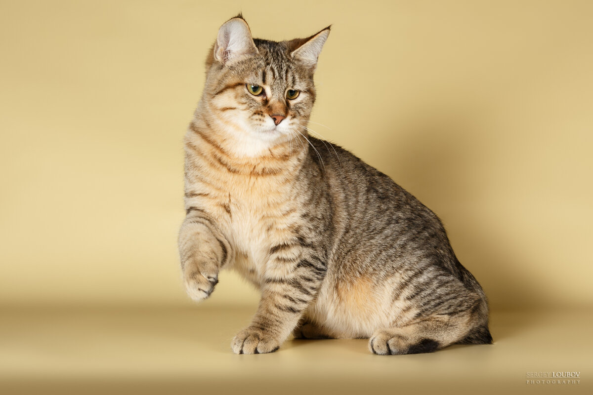 Девочка породы Пикси Боб My Home Lynx Jinx