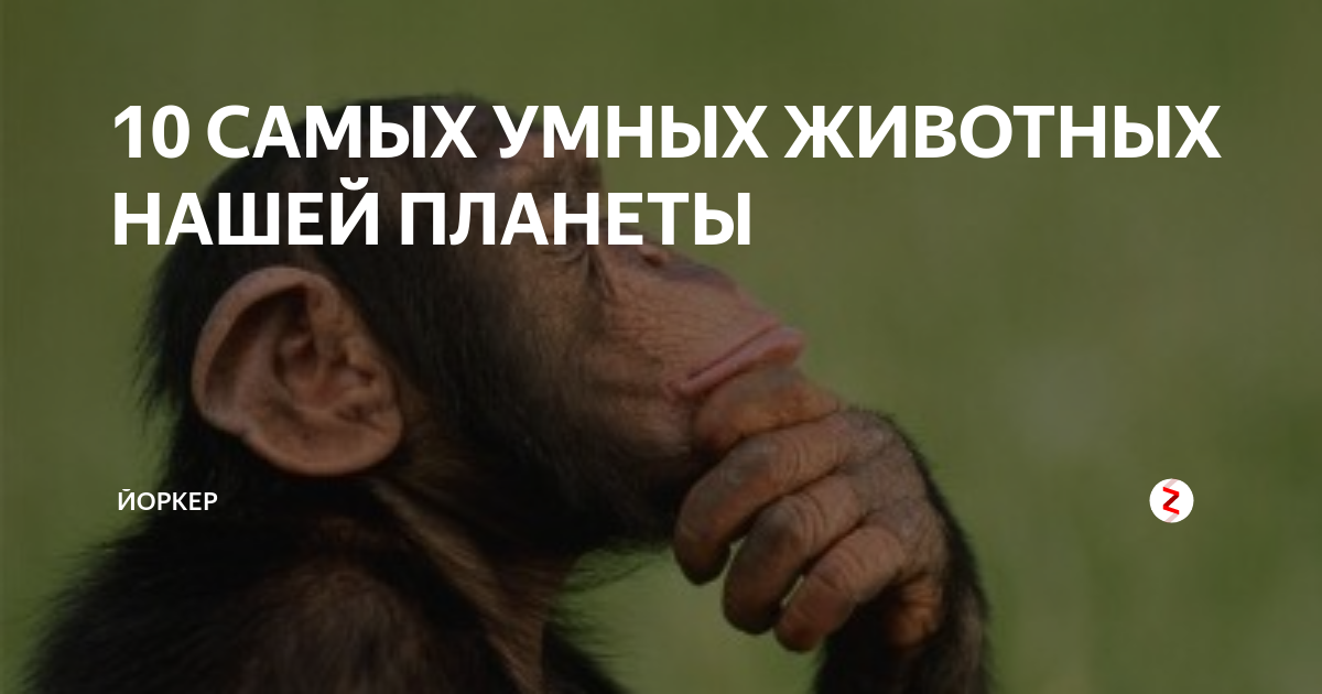 Какое животное умнее. Самое умное животное после человека. Самые умные животные на земле. Самый умный зверь в мире. Топ самых умных животных в мире