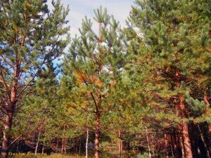 Изменяет свой цвет сосна и по целому ряду других причин: