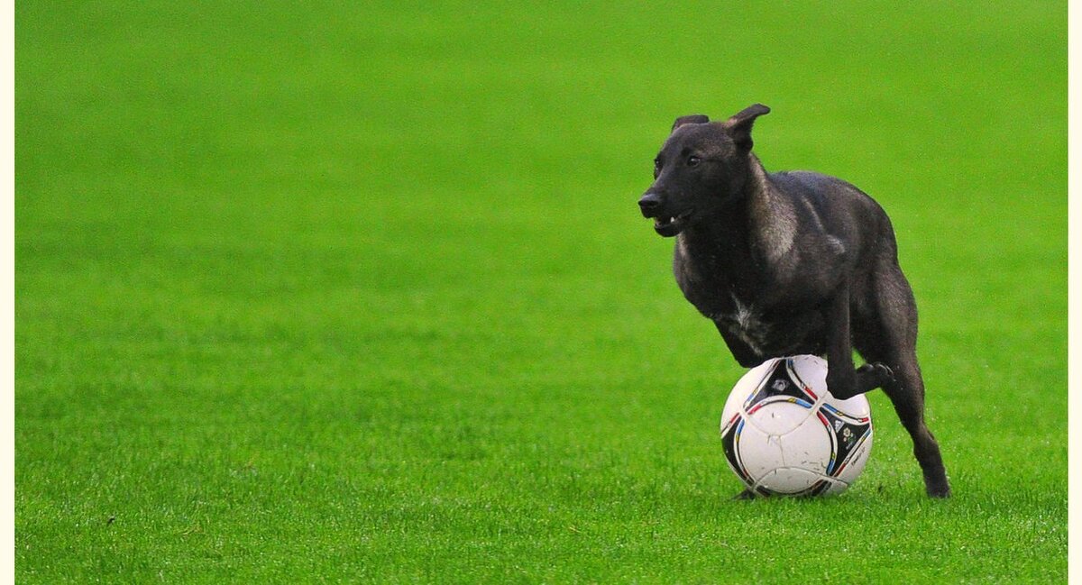 Animal football. Собака на футбольном поле. Собака на стадионе. Собака футболист. Животные на футбольном поле.