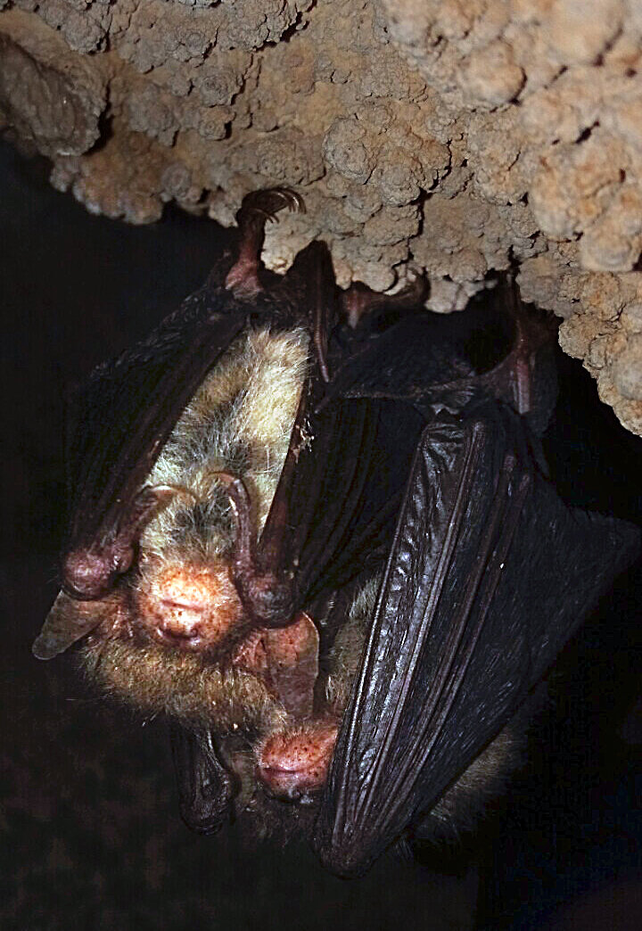 Открыто самое мелкое млекопитающее