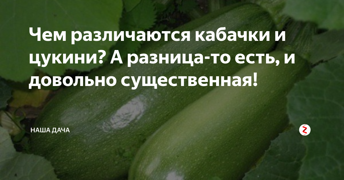 Цукини и кабачки чем отличаются рецепты