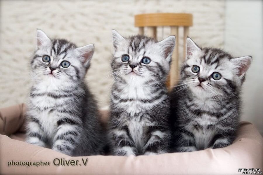 Британские котята табби - 49 фото ★ вторсырье-м.рф