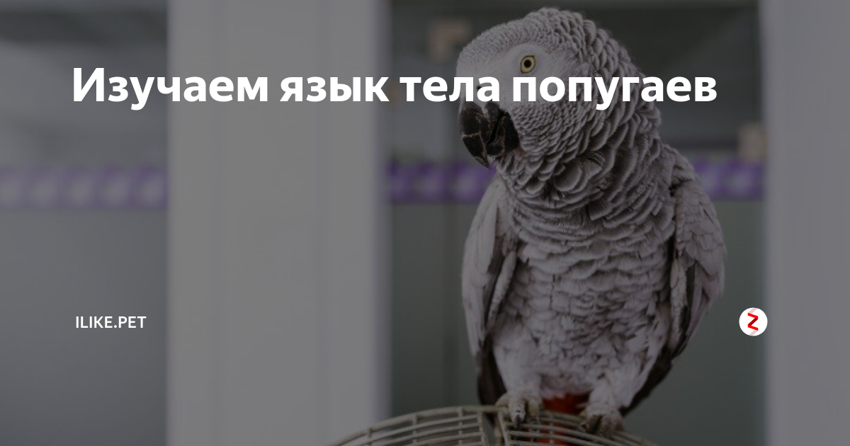 Изучаем язык тела попугаев | ZOO CHANNEL | Дзен