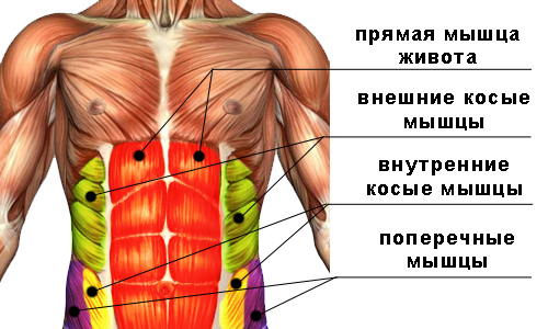 Брюшная полость и пищеварительная система: иллюстрации