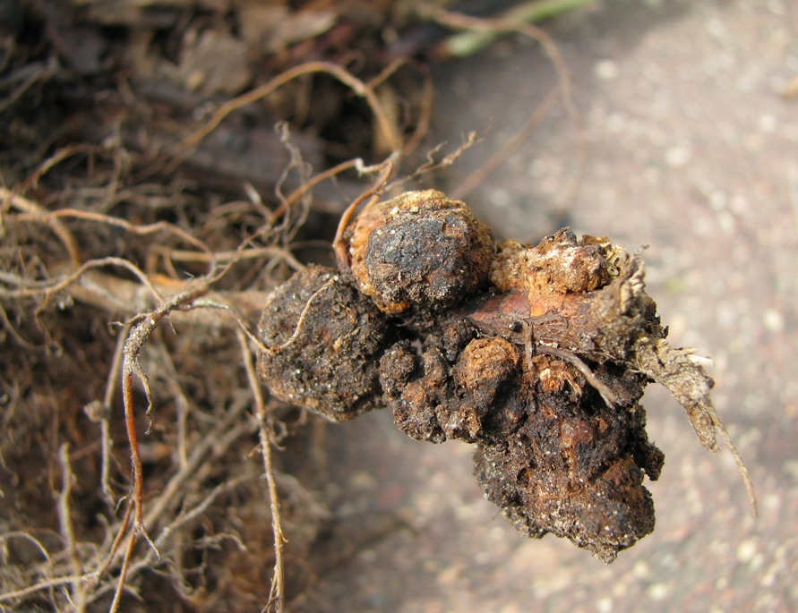 Agrobacterium корончатый Галл – tumefaciens. Георгины бурая гниль.