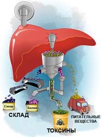 Печень является одним из лидеров по функциональности