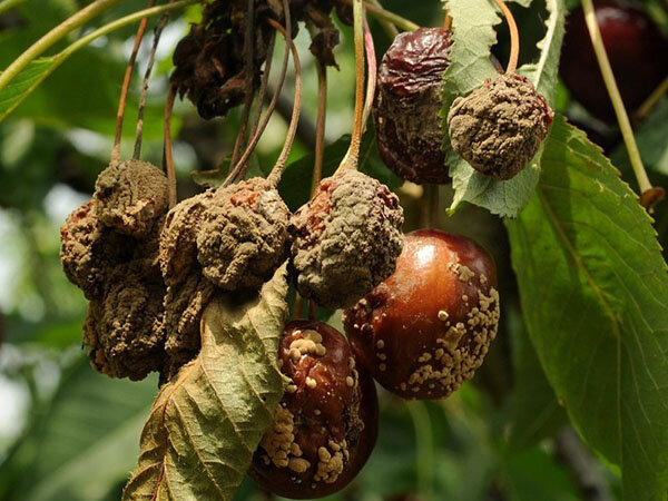 Эффективные способы опрыскивания вишни от монилиоза осенью