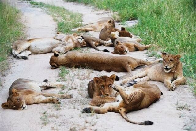 Африканский вариант лежачего полицейского