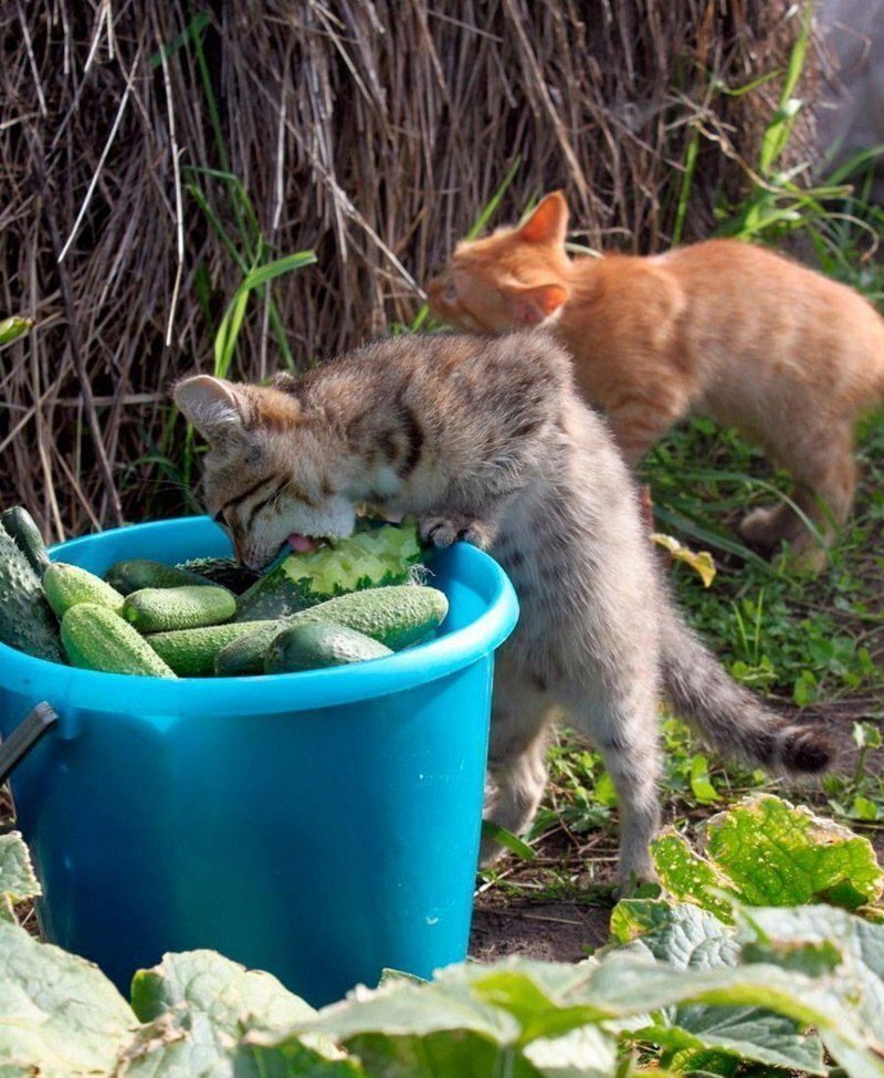 Какие запахи не любят кошки?