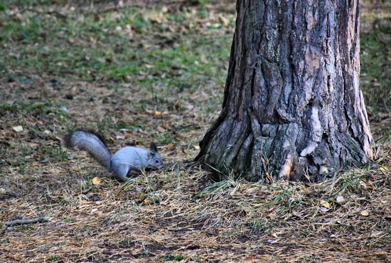 Белки перед зимой стали намного пушистее и симпатичнее.