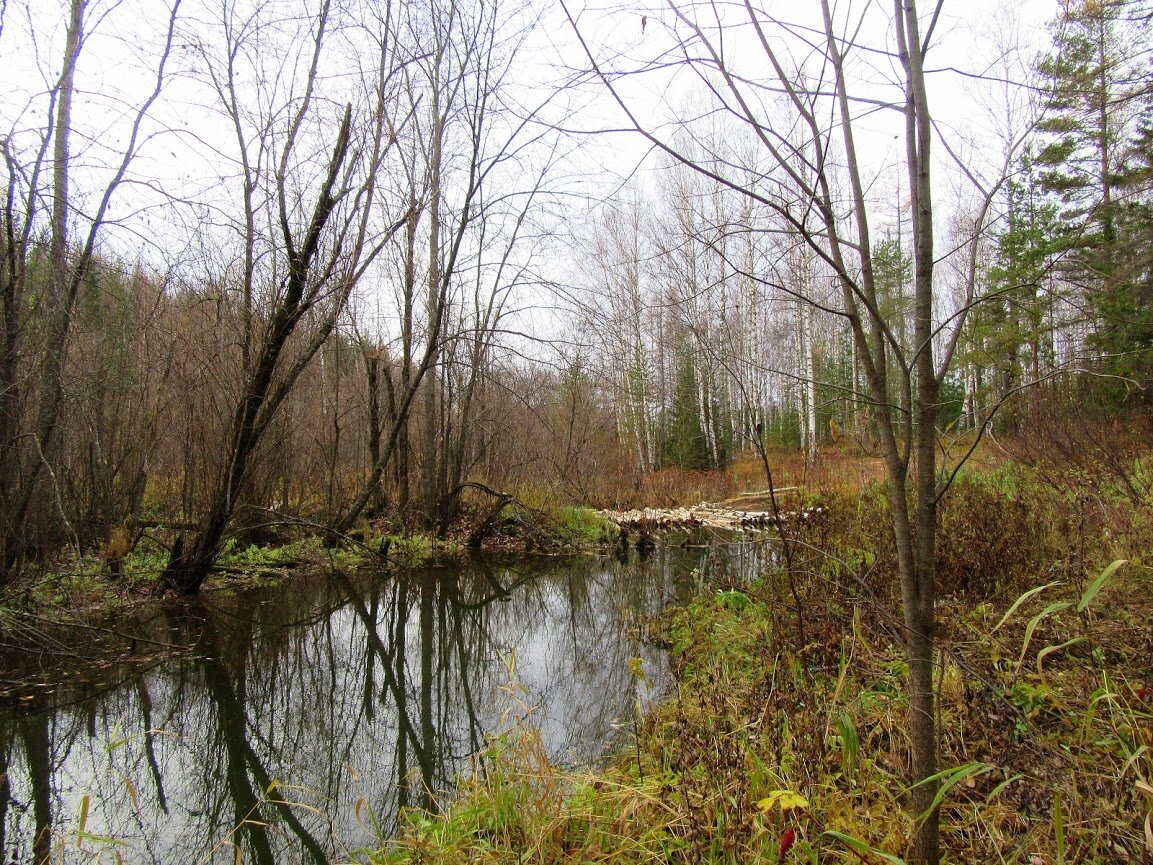 Возле берега болотисто, идем чуть выше.