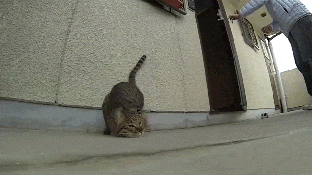 Спец операция "Погладь-ка"