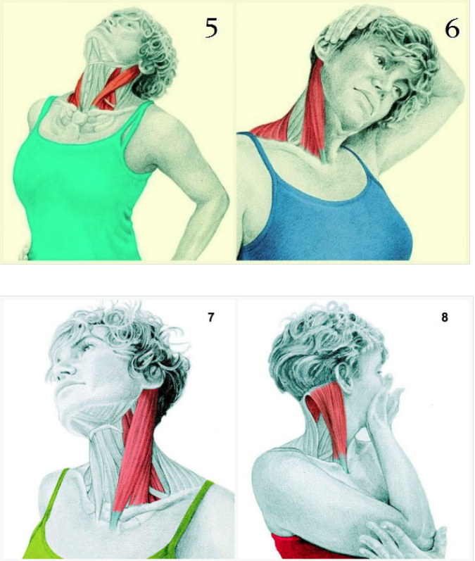 Упражнение шла мышц шеи. Упражнения для мышц ше. Упражнения на шейные мышцы. Упражнения для растяжки мышц шеи.