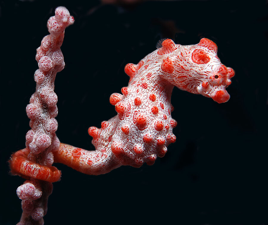 Бывают очень изощренные разновидности