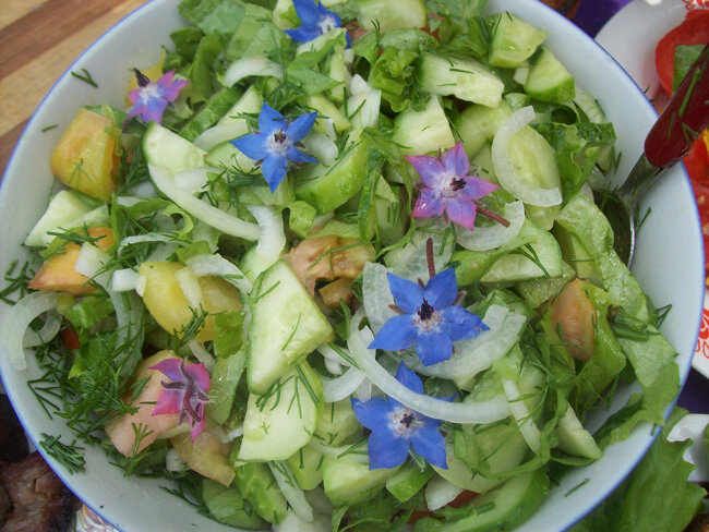 Вот какой необычный салат с цветами бурачника