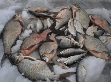 Лещ прекрасно ловится и зимой, хотя иногда рыбаки сталкиваются с тем, что рыба просто не пролазит в лунку из-за своей ширины