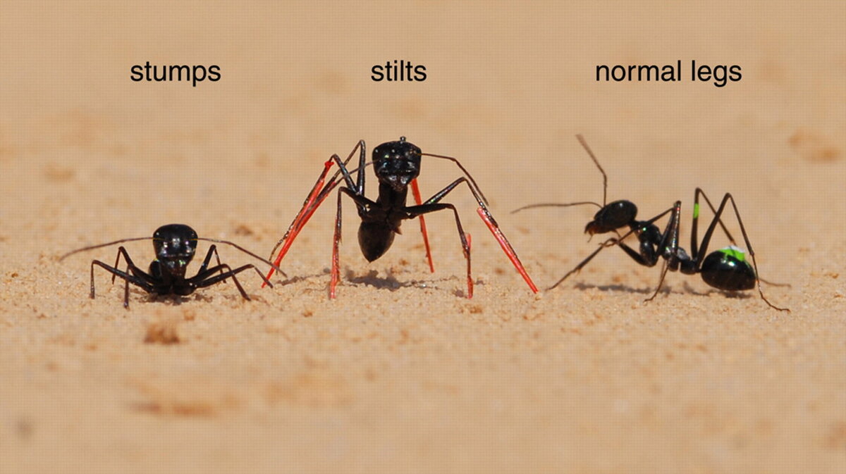 Коллективный разум муравьев. Муравьи в пустыне. Муравьи на ходулях.