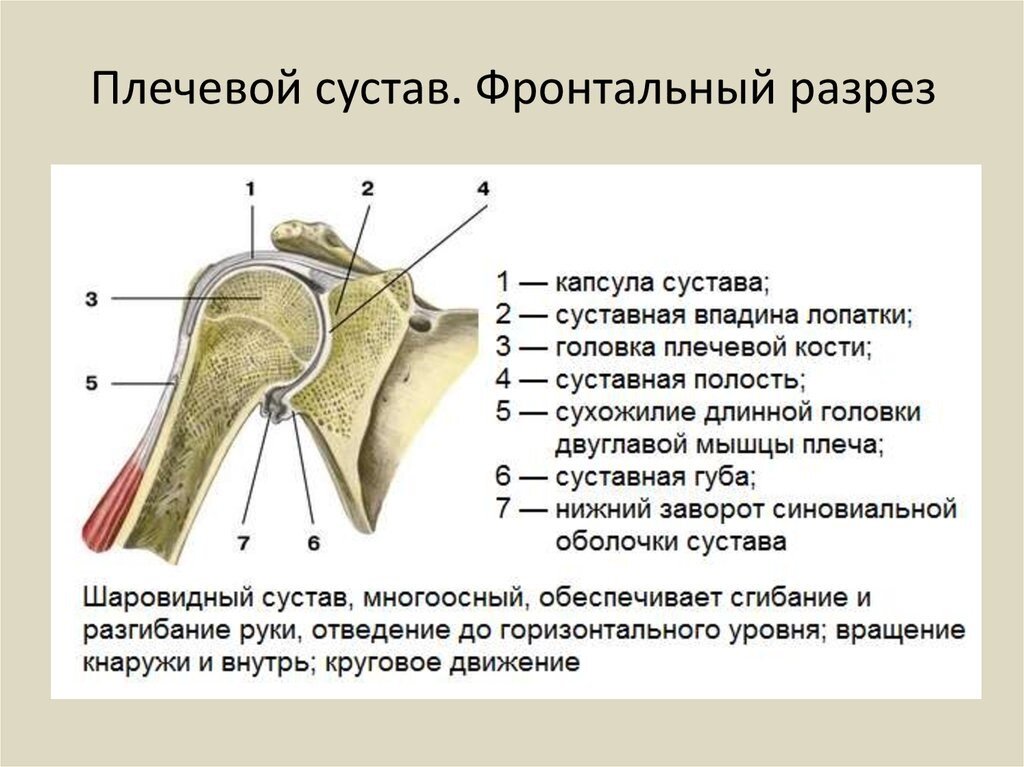 Строение плеча человека кости рисунок с описанием