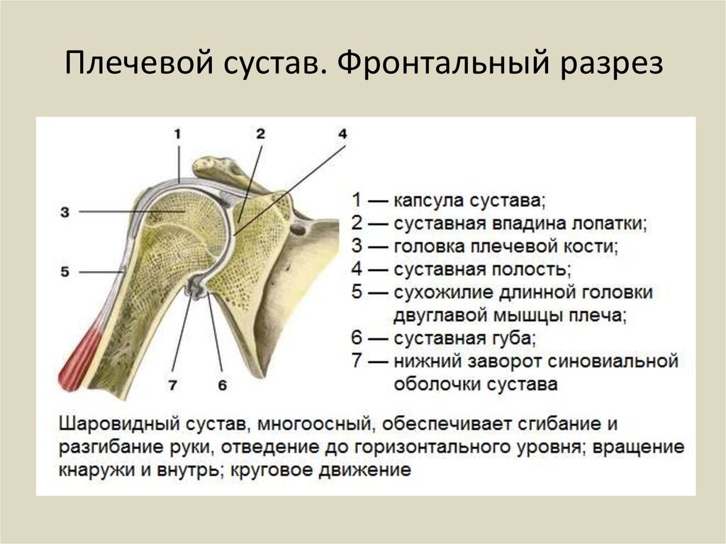 Схема плечевого сустава человека с сухожилиями