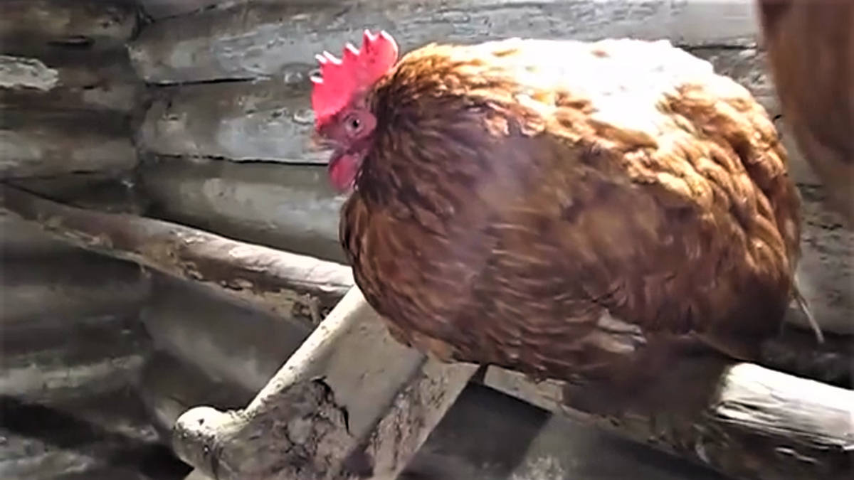 курица задумалась, но косит в мою сторону. фото автора канала  В.Н. Воронова 