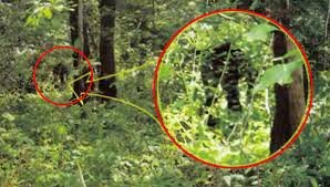 Снежный человек в лесах Коми